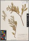 Foto von Salix excelsa S. G. Gmel.